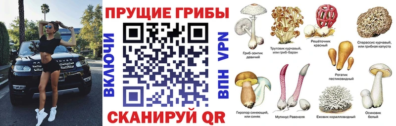 как найти   гидра зеркало  Псилоцибиновые грибы Psilocybine cubensis  Сергач 